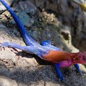 228 FacebookHeader TZA MAR SerengetiNP 2016DEC24 VisitorCentre 011  Not much of a camouflage effect, but he colours on this lizard were so vibrant, iridescent and striking that you simply go - wow.   The hardest part in getting this photo was getting on to stay still long enough to get the shot. — @ Serengeti National Park Visitor Centre, Mara, Tanzania. : 2016, 2016 - African Adventures, Africa, Date, December, Eastern, Mara, Month, Places, Serengeti National Park, Serengeti Visitors Centre, Seronera, Tanzania, Trips, Year